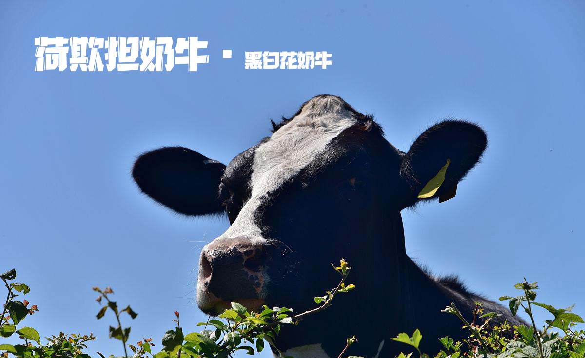 鼎业生态荷欺担奶牛优质营业奶液奶源